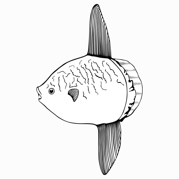 Premium vector ocean sunfish