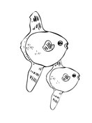 Ocean sunfish coloring pages free coloring pages