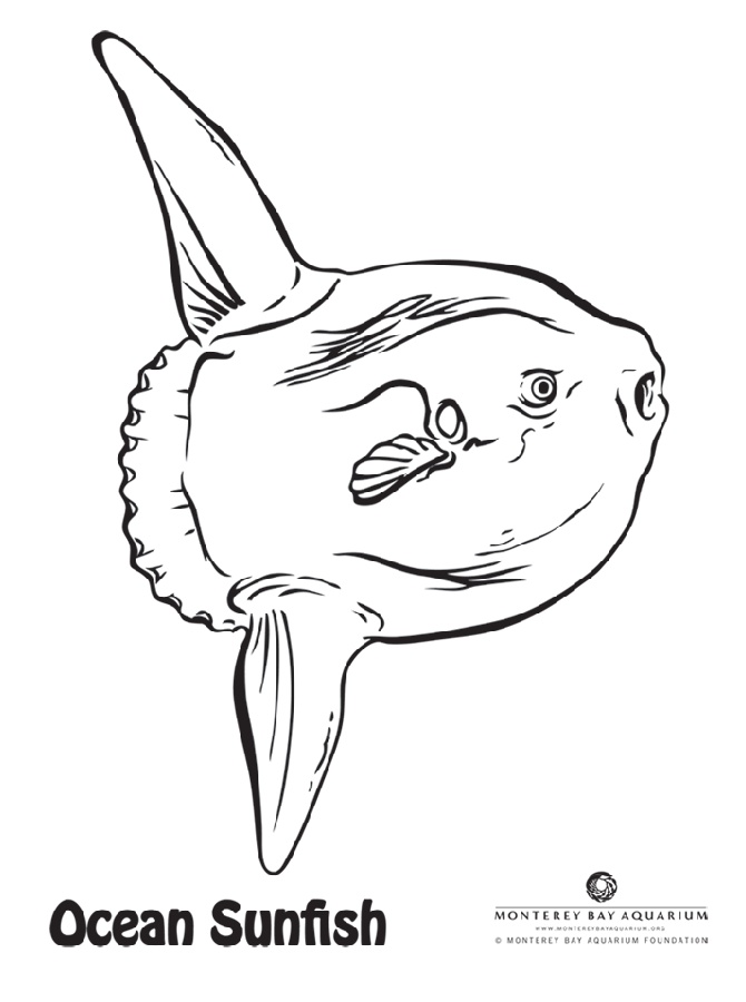 We wanted some new coloring pages for the aquarium website so had to include my favorite fish the oceanâ coloring pages adult coloring book pages ocean crafts