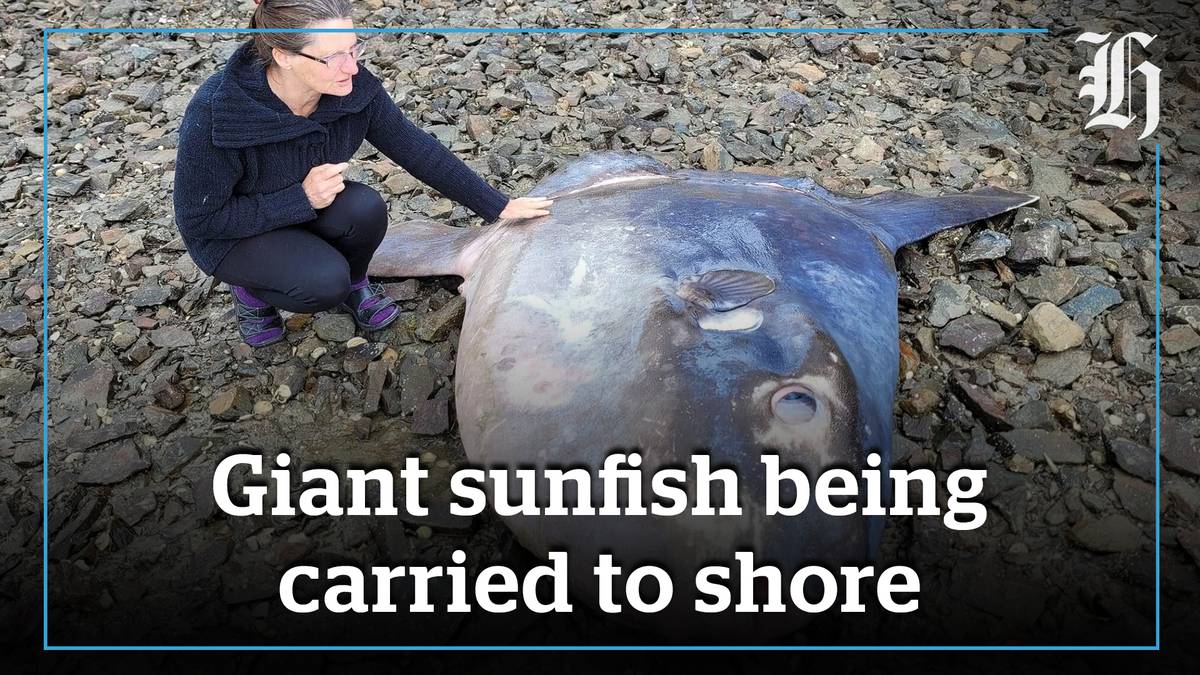 Giant sunfish found in otago harbour