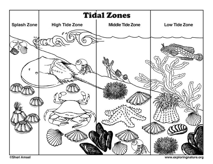 Tidal zones coloring page ocean theme preschool tidal zone coloring pages