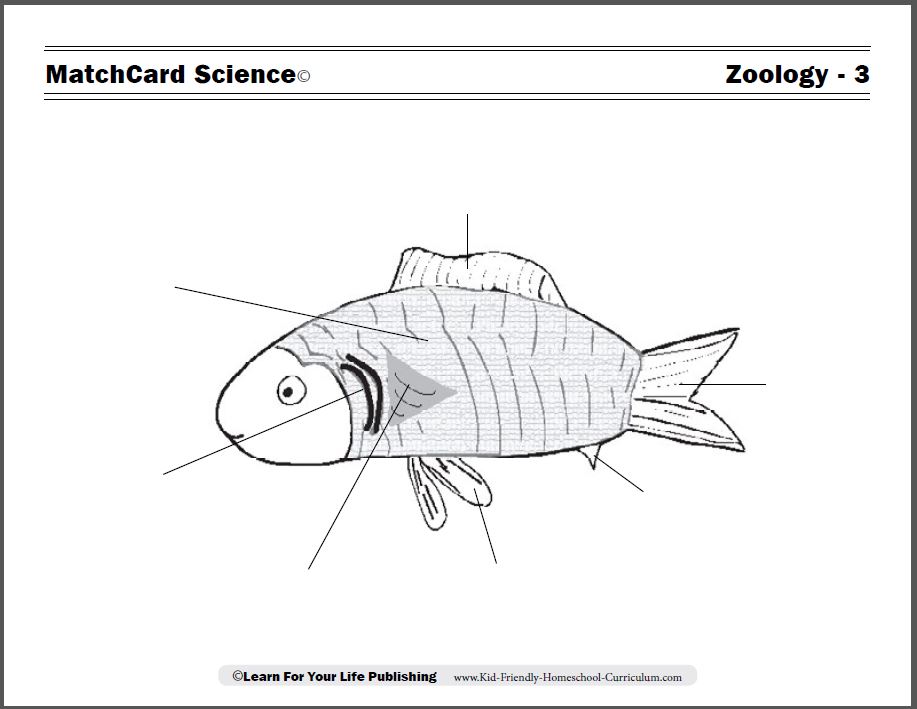 Fish coloring pages