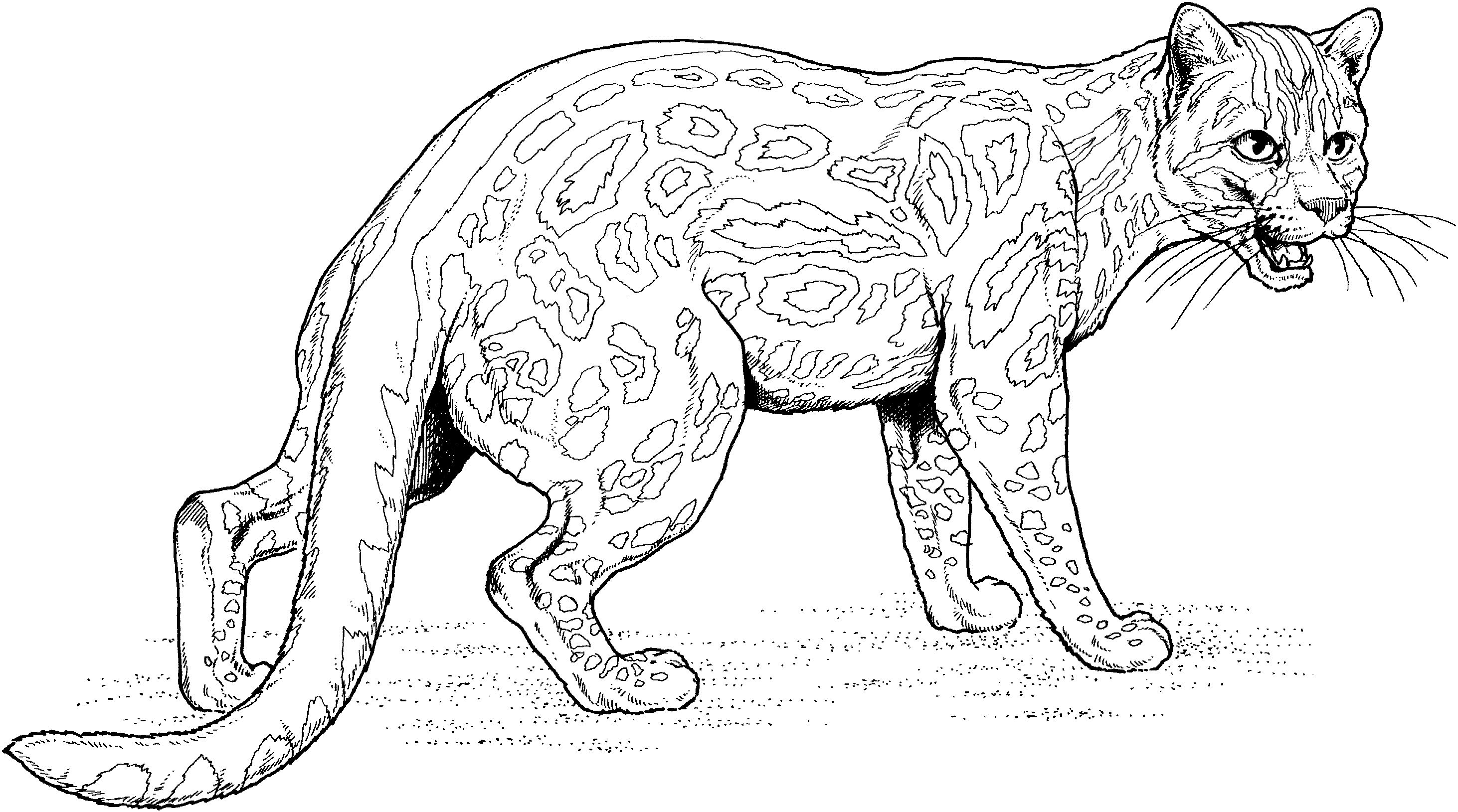 Big cat coloring pages