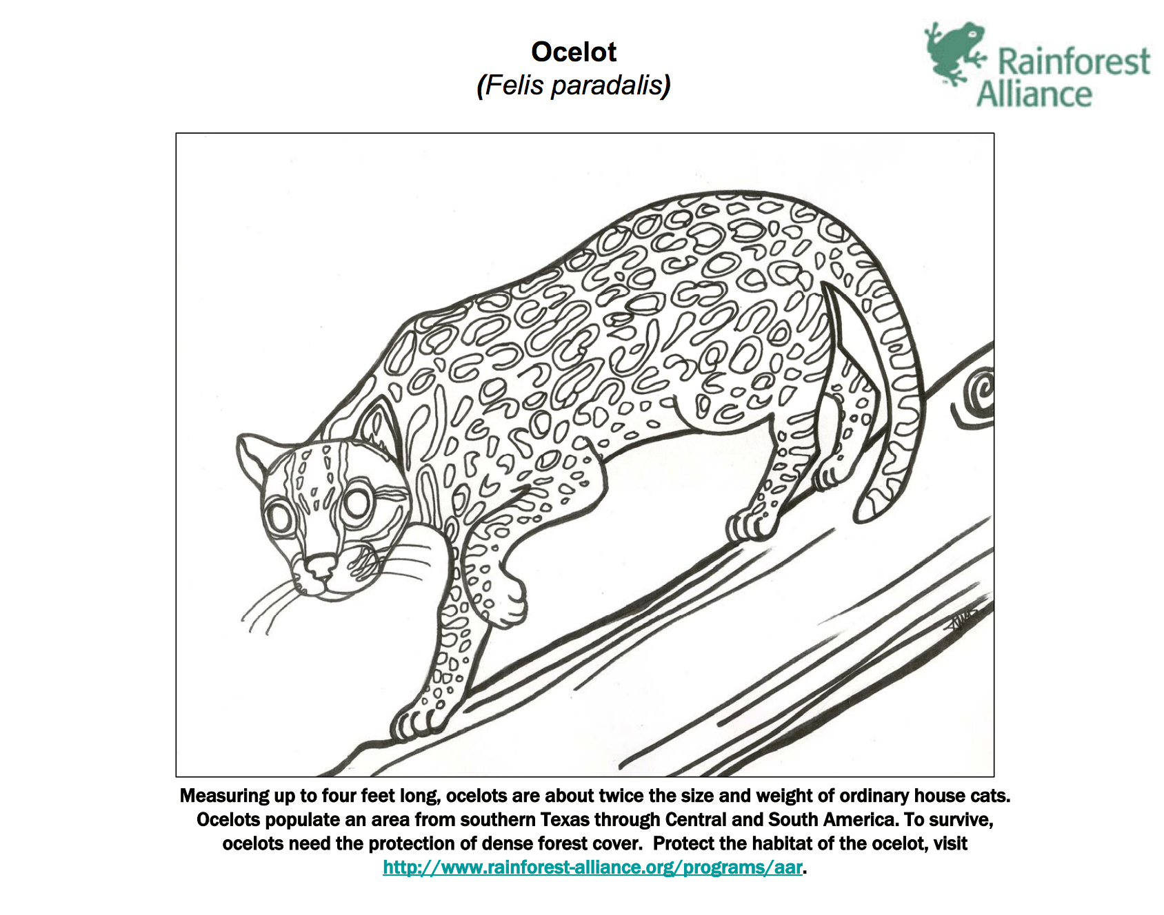 Ocelot coloring page rainforest alliance