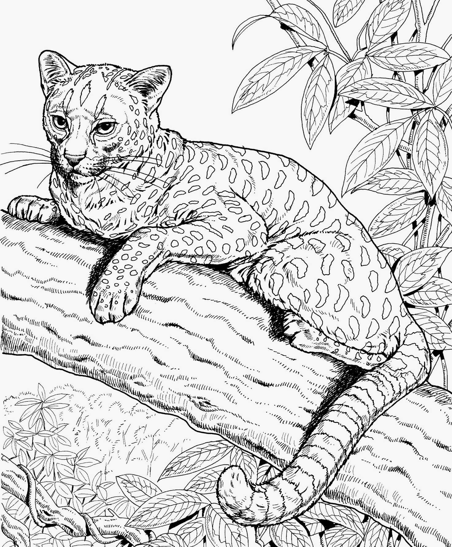 Cheetah on branch tree mandala coloring page