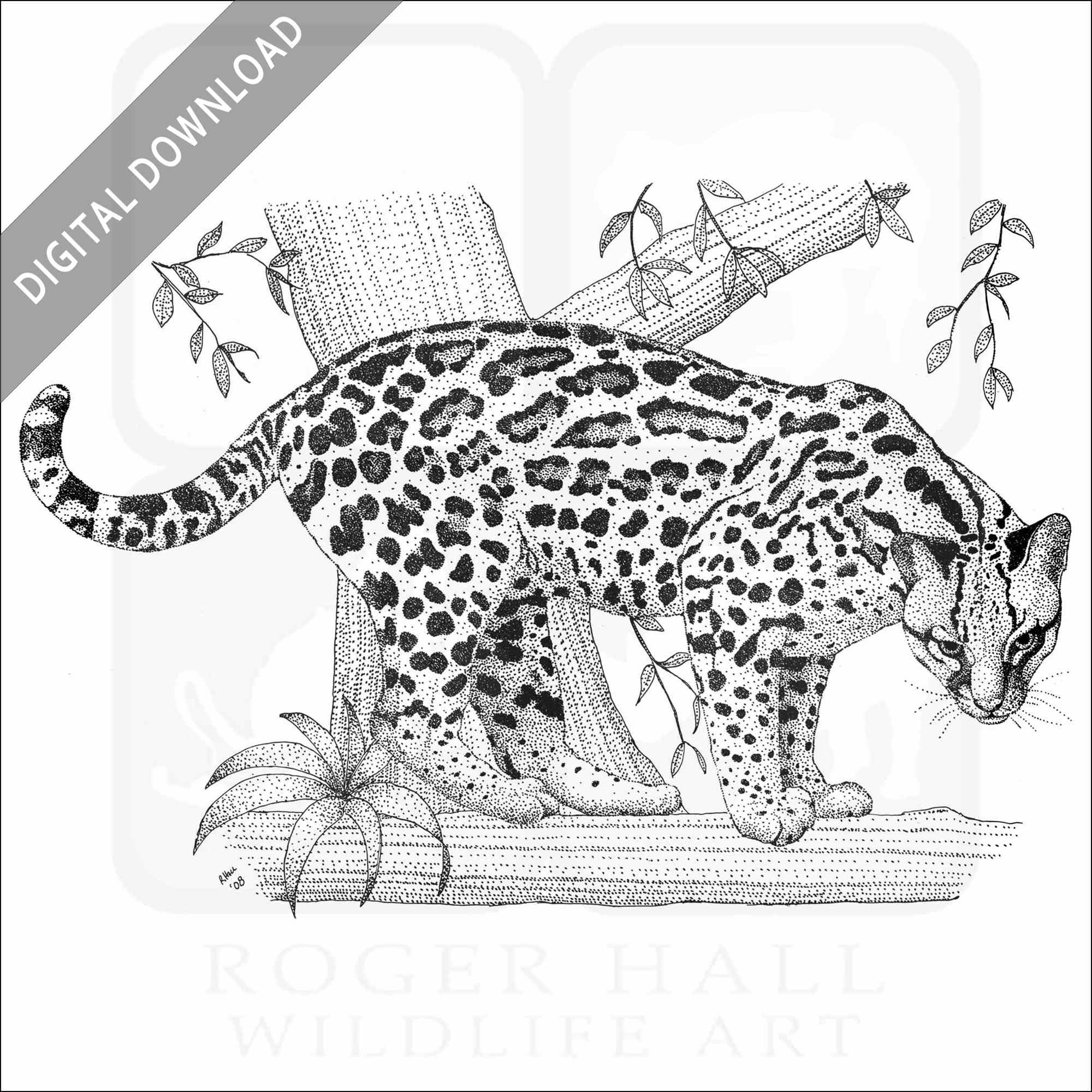 Stock art drawing of an ocelot