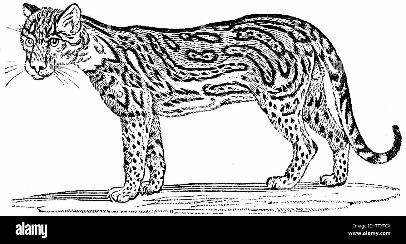 Ocelot felis pardalis cut out stock images pictures