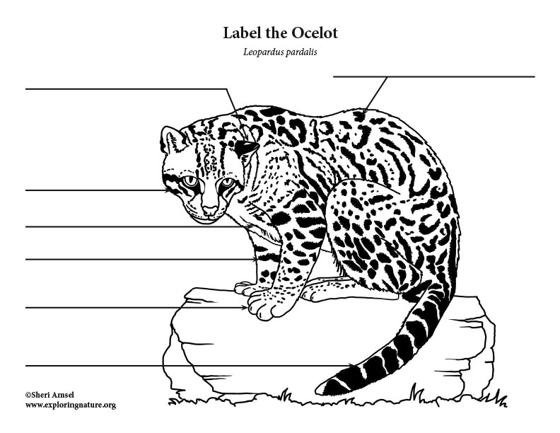 Ocelot labeling page