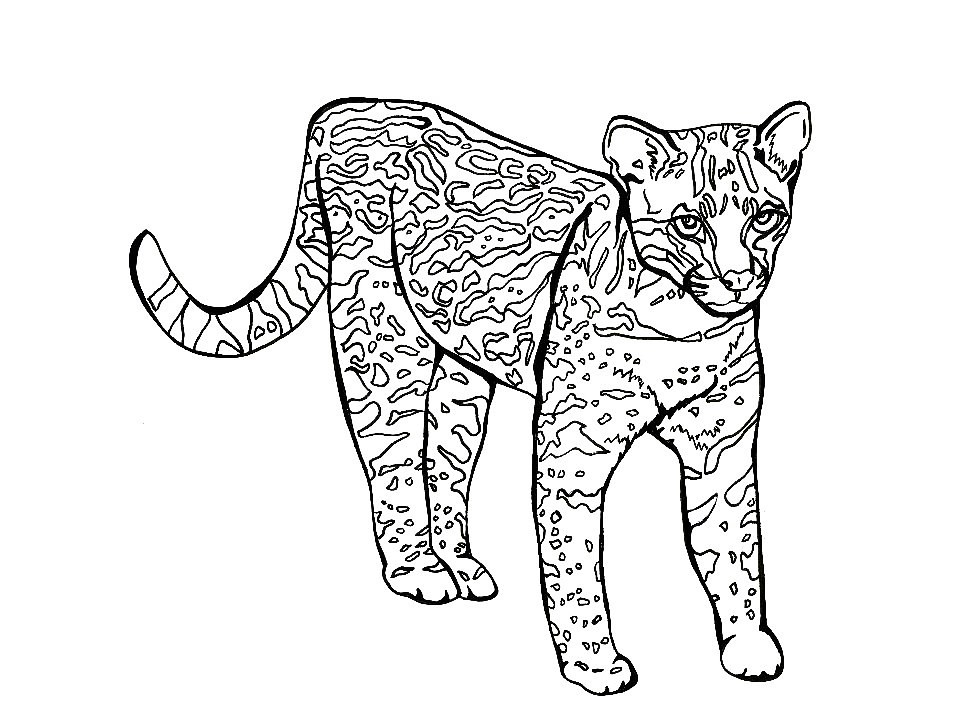 Ocelot ink drawing