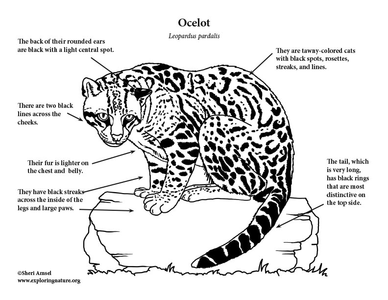 Ocelot coloring page