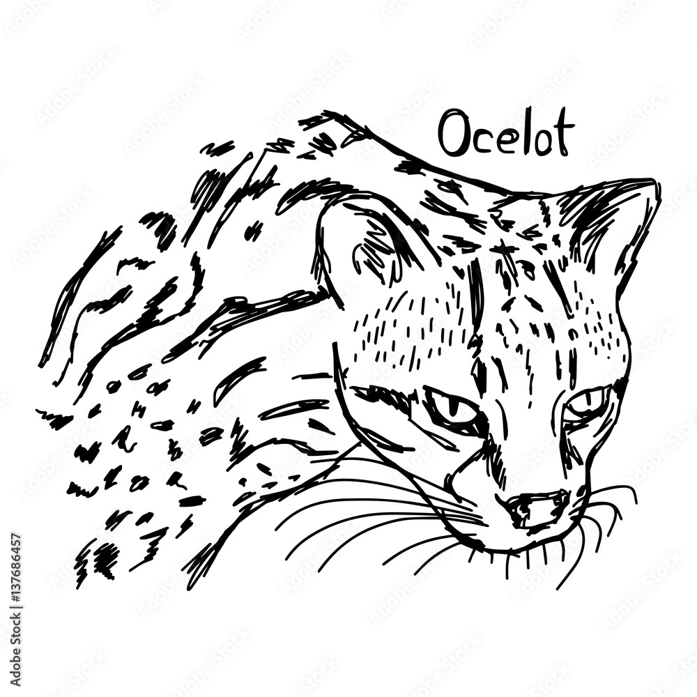 Ocelots head