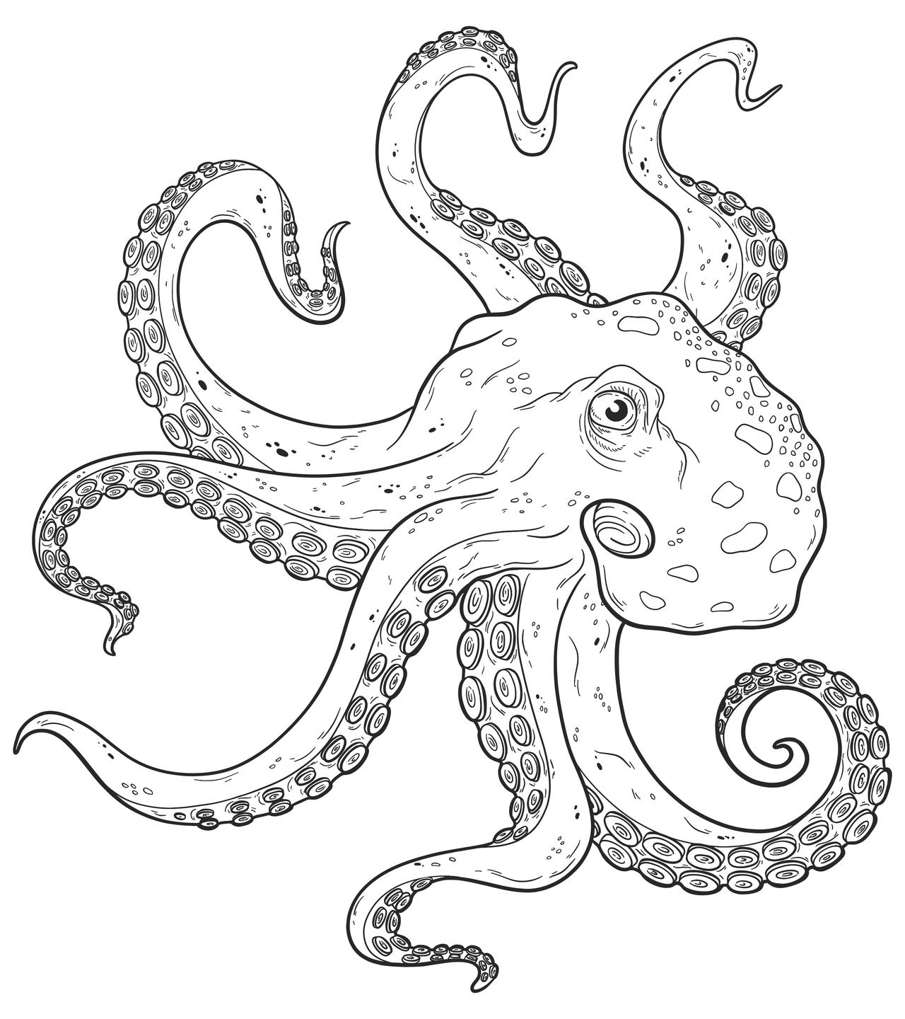 Octopus