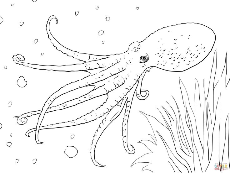 Musky octopus coloring page octopus coloring page ocean coloring pages animal coloring pages