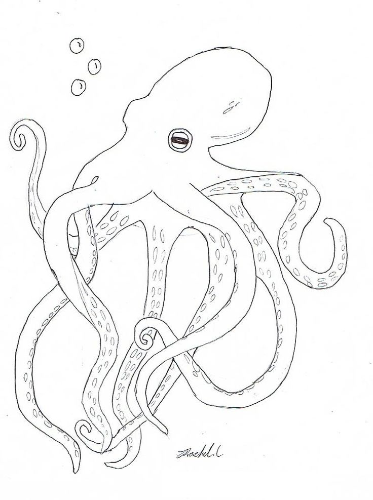 Free printable octopus coloring pages for kids octopus coloring page octopus colors coloring pages