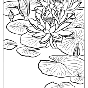 Water lily coloring pages printable for free download