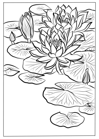 Water lily by ohara koson coloring page free printable coloring pages