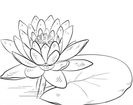 Water lily coloring pages printable for free download