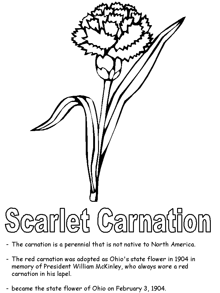 Scarlet carnation coloring page