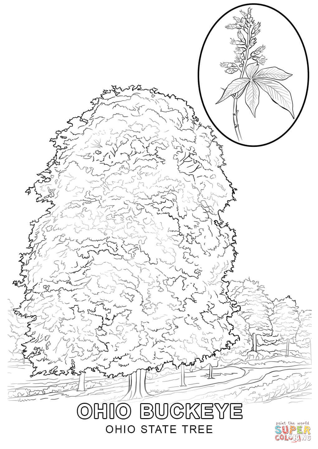 Ohio state tree coloring page free printable coloring pages