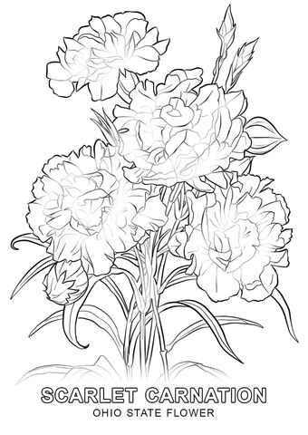 Ohio state flower coloring page free printable coloring pages