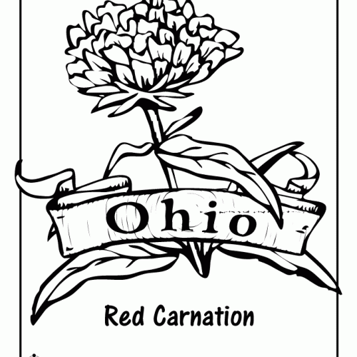 Ohio flower carnation coloring pages