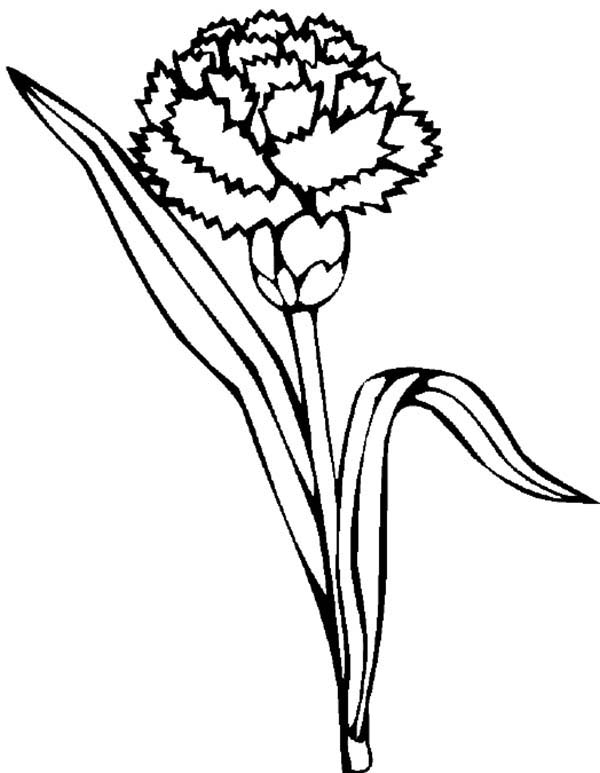 Carnation coloring pages