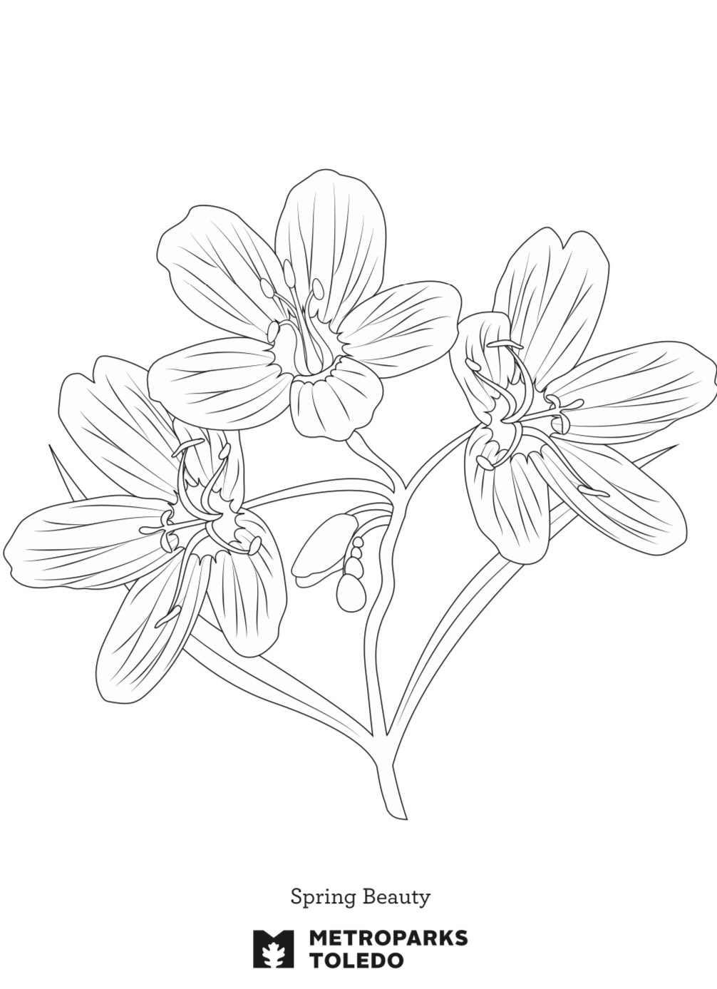 Metroparks toledo on x enjoy these coloring pages celebrating april as ohio native plant month httpstcousldkvyoew x