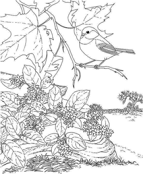 Massachusetts chickadee coloring page purple kitty