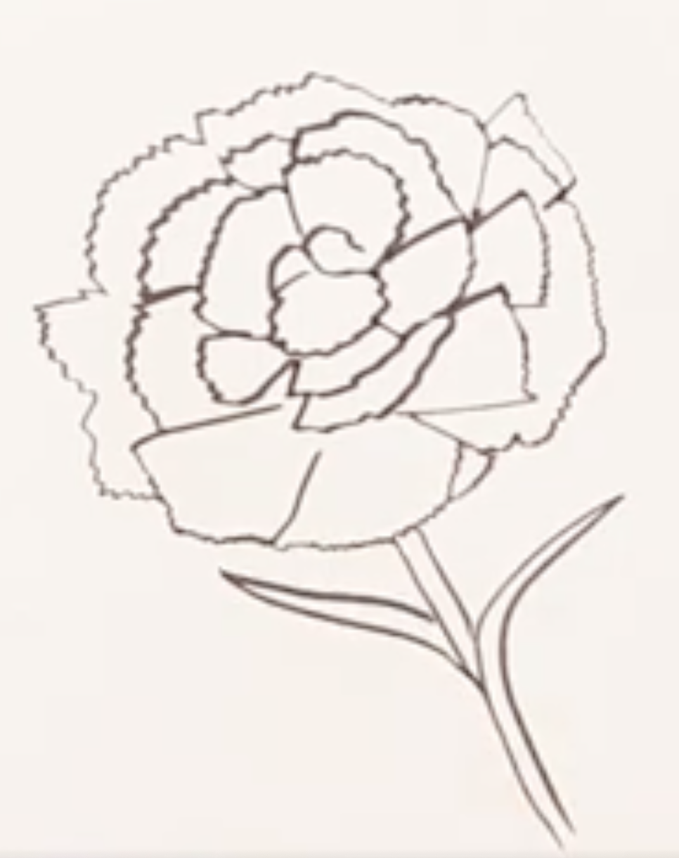 How to draw scarlet carnation