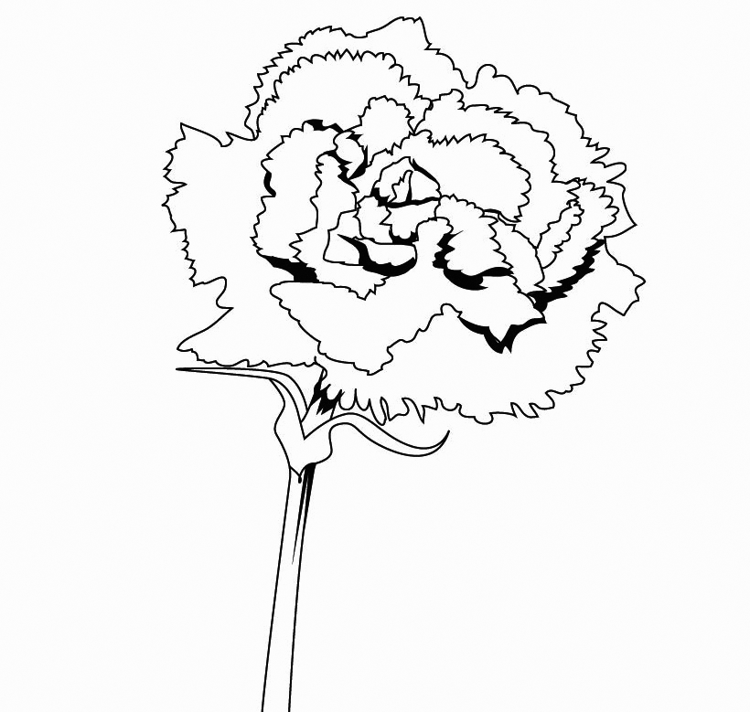 Carnation coloring pages