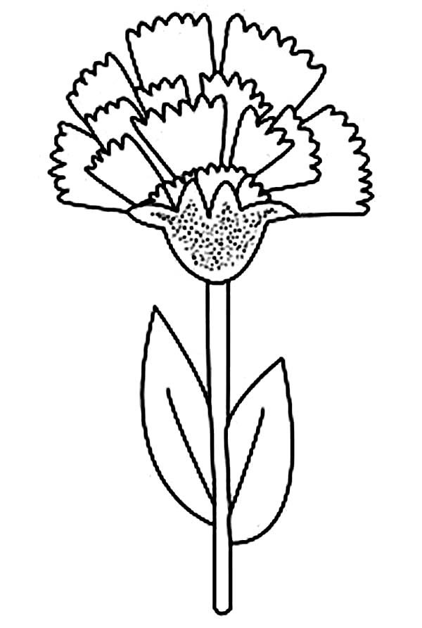 Ohio state flower carnation coloring page coloring sun flower coloring pages coloring pages flower drawing