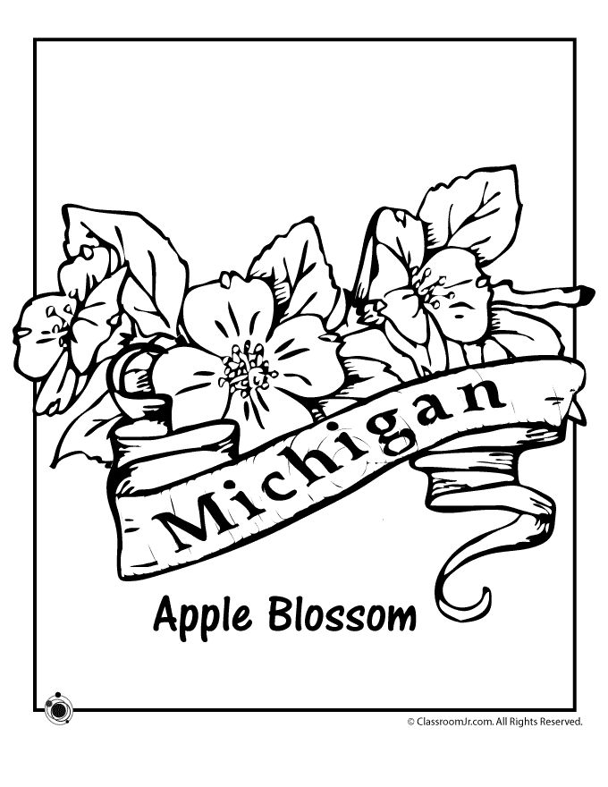 Michigan state flower coloring page flower coloring pages coloring pages adult coloring pages