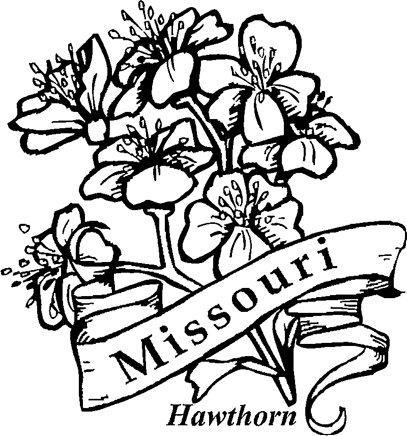 State flowers coloring pages for kids