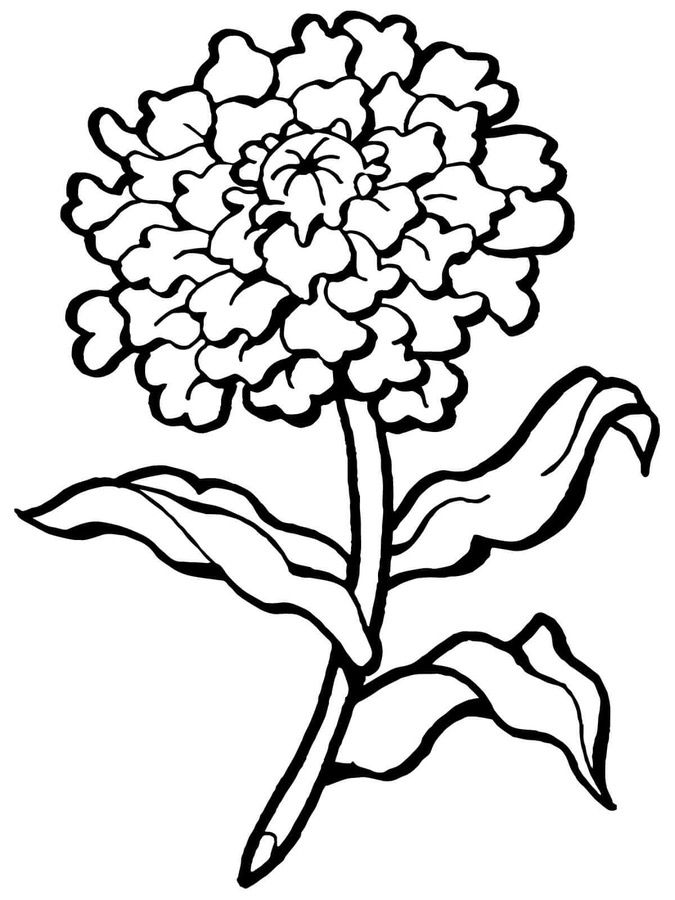 Carnation coloring pages