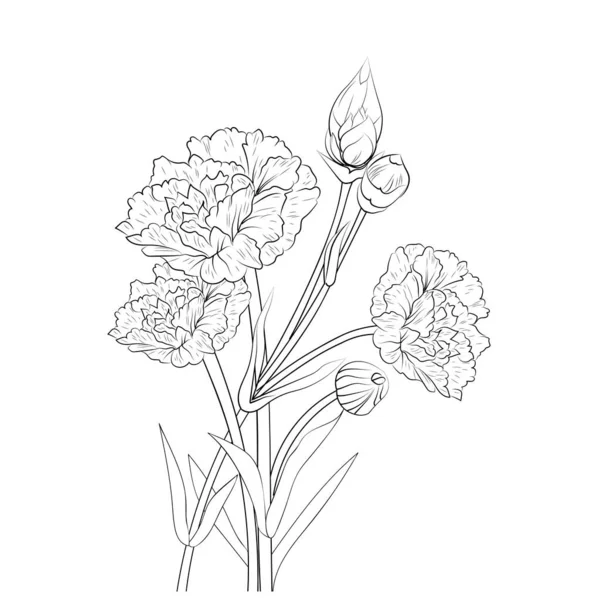 Carnation flower botanical illustration beautiful botanical flower hand draw gillyflower stock vector by saminaakter