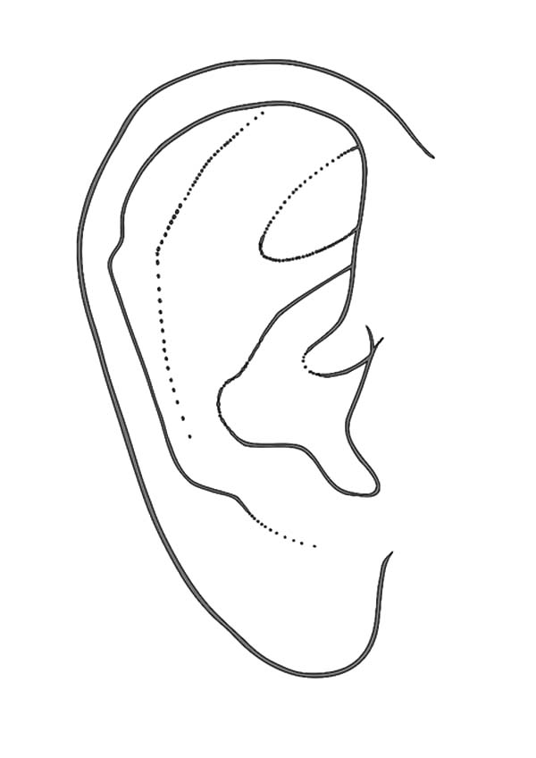 Free ears coloring pages download free ears coloring pages png images free cliparts on clipart library