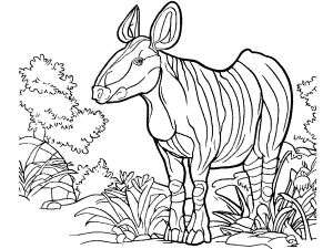 Okapi coloring pages