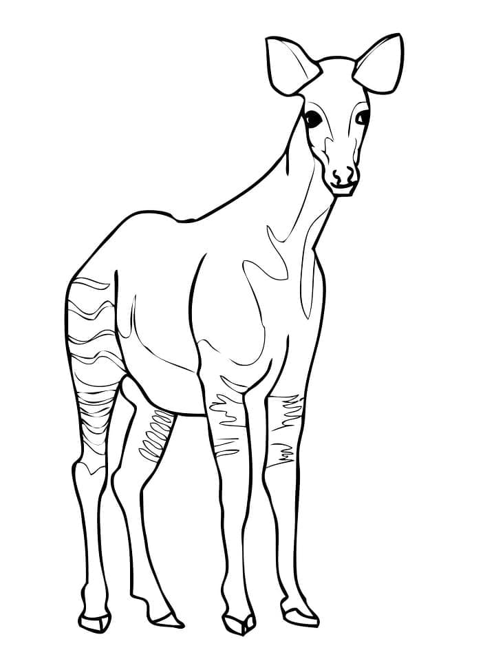 Okapi image coloring page