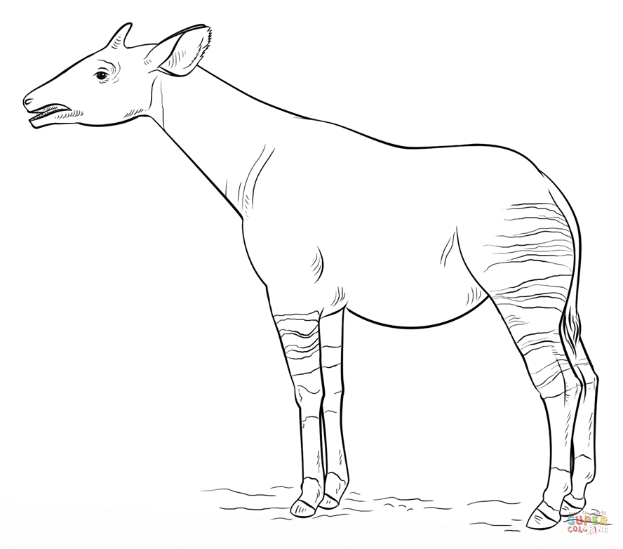 Okapi coloring page free printable coloring pages