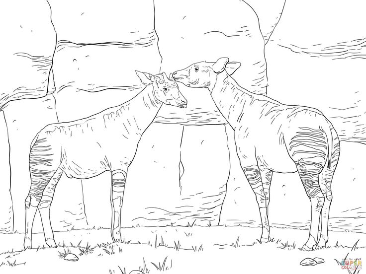 Two okapis coloring page free printable coloring pages coloring pages nature animal coloring pages coloring pages