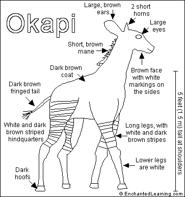 Drawing of an okapi okapi coloring pages mammals