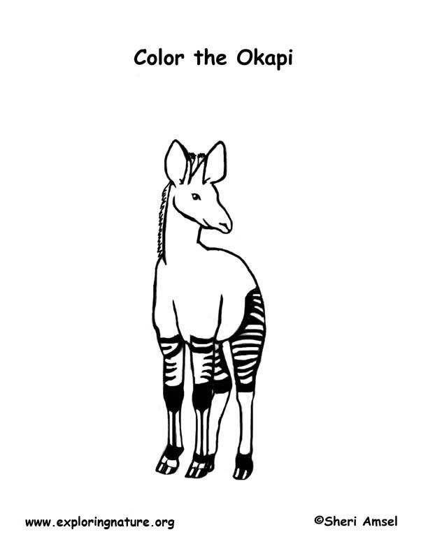 Okapi coloring page