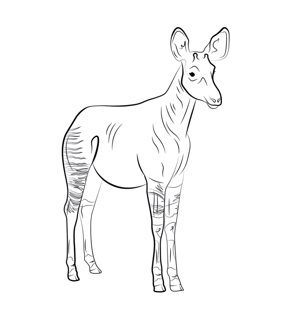 Okapi vector art by radkaarbesova on