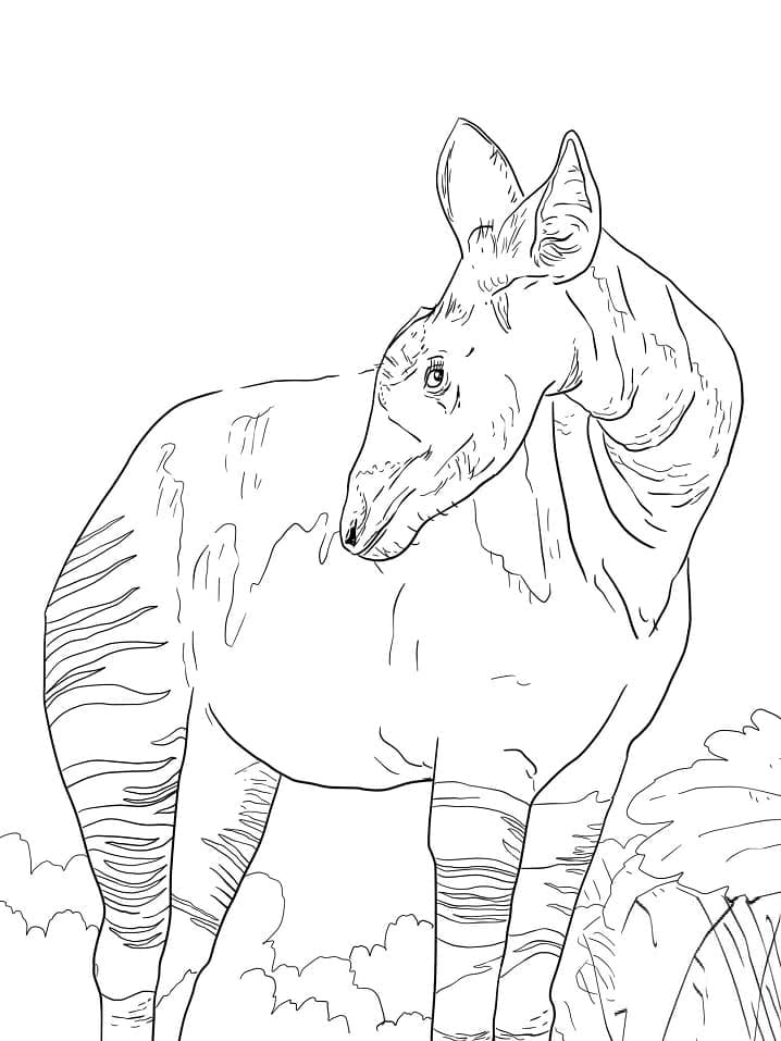 Drawing of okapi coloring page