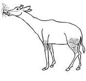 Okapi coloring pages free coloring pages