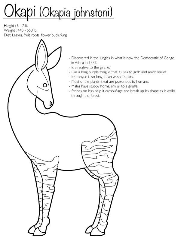 Okapi coloring page by finwitch on