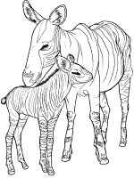 Okapi coloring pages