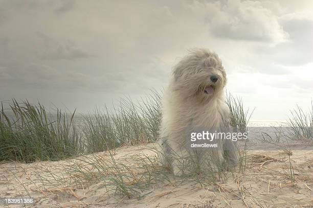 Shetland Sheepdog Background HD Wallpapers 79367 - Baltana