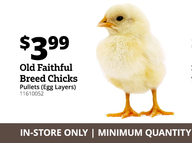 Chick days are here over breeds available