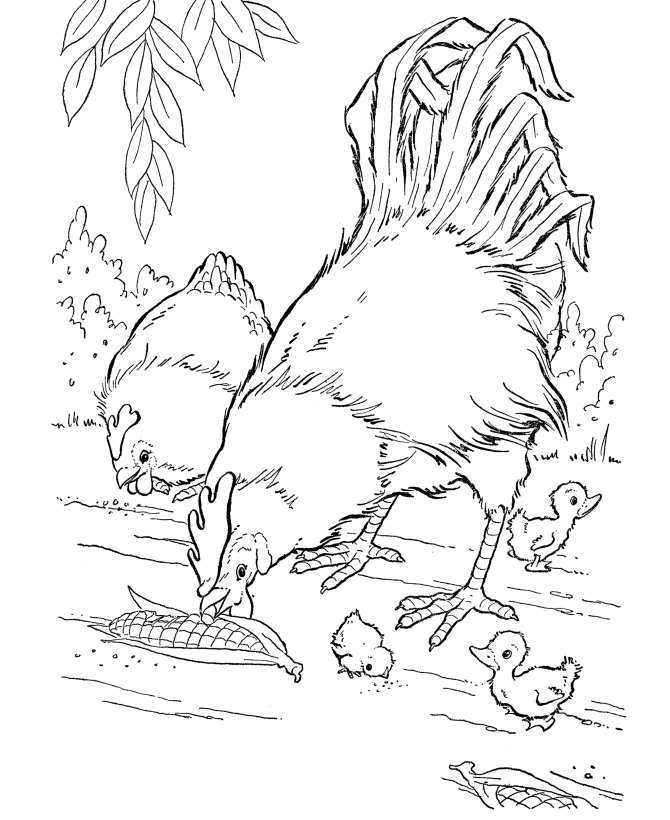 Chicken coloring pages